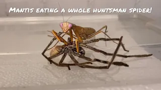 Bugs eating their food, Satisfying Timelapse and ASMR