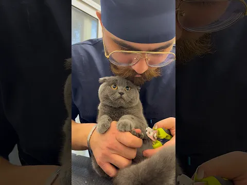Couldn’t believe she was real until I saw it up close—looks like a cartoon!🫠🤍#cat#pets#fun#kitten