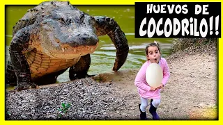 ** MARIELA RESCATÉ ** unos HUEVOS de COCODRILO GIGANTE en piscina tóxica y ME ATACA