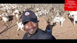 How South African feeds their goats for better results by an Ha