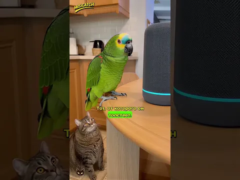ГОША ТОЛСТИТ БАРСИКА! Заказ через Алису 🦜🤖🍗