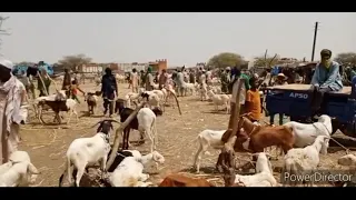Dori : Impact de l'insécurité sur le marché à bétail