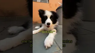 GenETICÃO