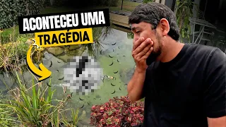 ACONTECEU UMA TRAGÉDIA EM NOSSO LAGO e VAMOS TENTAR DESVENDAR ESSE MISTÉRIO