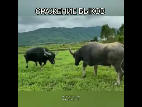 Бык против быка