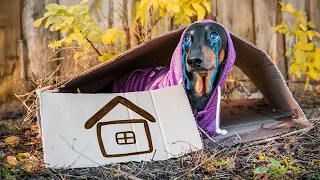 The Runaway Puppy! Cutest Dachshund Compilation!