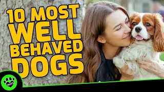 Top 10 Most Well Behaved Dog Breeds for the Family - Dogs 101