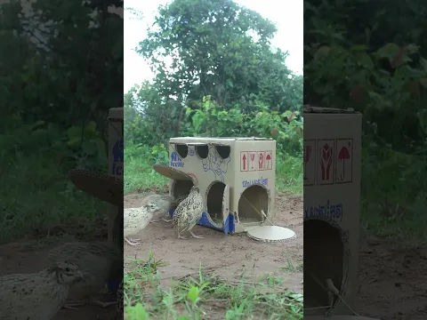 Creative Unique Trap By Using Cardboard Box #shorts #create #traps