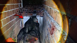 LOBISOMEM ENTRA NO GALINHEIRO PRA COMER AS GALINHAS - Cenas reais 🌕🐺