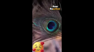 Raw Reaction  Live Stream