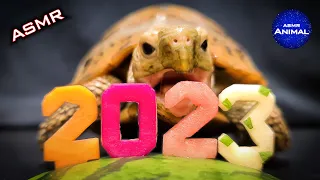 ASMR Mukbang Eating 2023 ✨ Turtle Tortoise 141