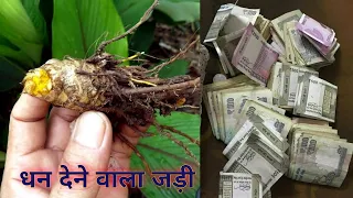 जिसके पास में होता है यह जड़ वह धनवान बन जाता है//