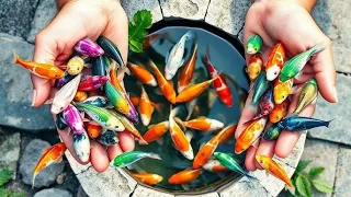 I Caught Ping Pong Pearl Fish, Koi, Ranchu Fish in One Mini Lake Fishing Adventure