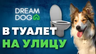 Как приучить собаку к туалету на улице? Эффективный график и секретные лайфхаки