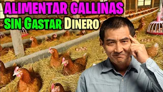 Como Alimentar 30 Gallinas Criollas Sin gastar Dinero - Mejores Trucos