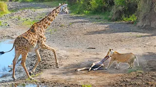 Intense Battle Between Lioness & Giraffe Over Her Newborn Baby