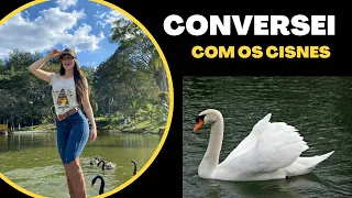 Cisnes do Estância do Dunga🦢 #agro #cisnes #agrogirls