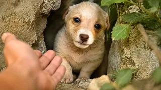 We Rescued a Tiny Toy Puppy