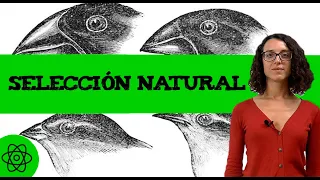 Que es la selección natural 🦥 tipos