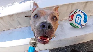 I interviewed dogs about the World Cup