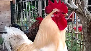 QUE TIEMPO PARA UNA SINFONÍA DE GALLOS #sinfonica #gallo #videoshort