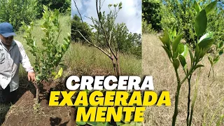 Truco Para Hacer Crecer una Planta de Limón Muy RÁPIDO