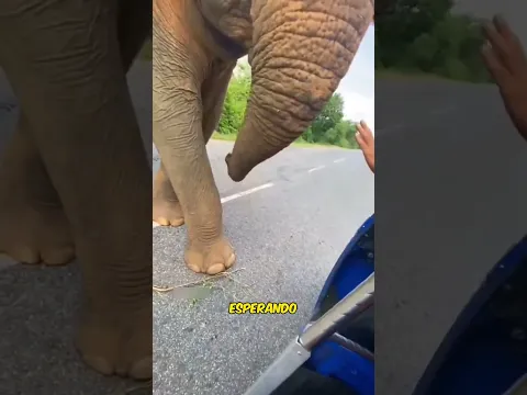 Elefante recoge Sandías #shorts