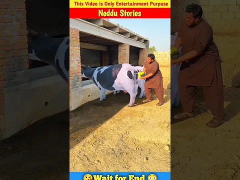 Moty ny cow main Hawa ku bhari? #shorts #neddustories