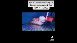 Hình ảnh cuộc thi cá la hán 2023