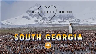 SOUTH GEORGIA. In the heart of the wild. 2025 (4K) - subtitles in any language