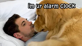4 Reasons Why You Should NOT Get A Golden Retriever