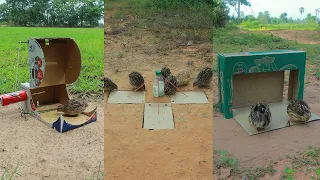 Creative Unique DIY Quail Trap Using Cardboard Box | Easy Bird Trap technique #survival #outdoors