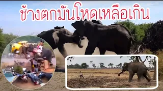 Danger ⚠️ ใครว่าไม่อันตราย❗️ช้างตกมันอย่าเข้าใกล้🚱🚷พลายบัวบาน]