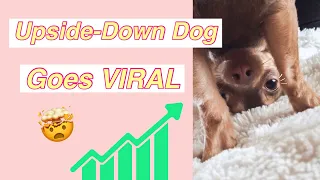 Viral Cuteness 🥹See How One Pup Stole the Hearts of Millions ❤️
