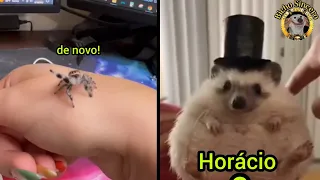 DUBLAGEM de ANIMAIS ENGRAÇADOS | ANIMAIS DUBLADOS 😹🎙🐾