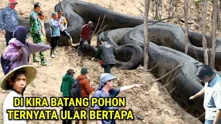 Geger !! Dikira Batang Pohon Kering Ternyata Ular Bertapa