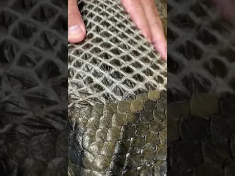 Helping a giant anaconda shed 🐍