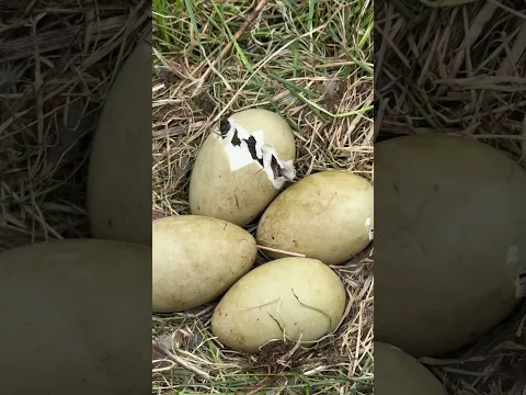 Life in an eider duck sanctuary