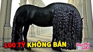 ⚠️10 giống ngựa kì lạ và quý hiếm nhất hành tinh không tin đang tồn tại| Khám Phá Lạ Kỳ