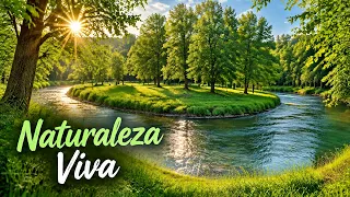 Música Relajante Piano, Música Calmante, Relajarse, Meditación, Música Instrumental Y Yoga