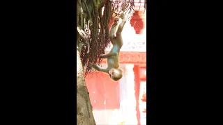 Are you stressful ?  Let's watch the group of little monkey playing and makes you feel better