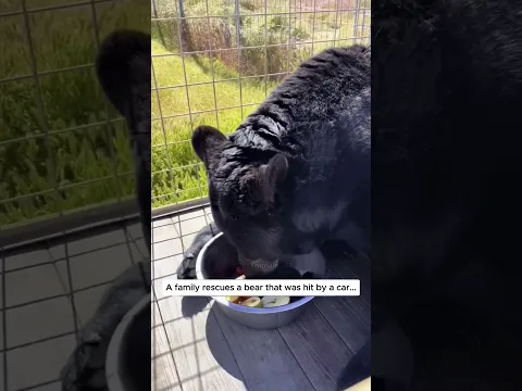 A family rescues a bear that was hit by a car and then #bear #babybear #short