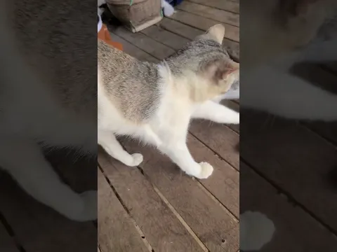 Rural kittens, rural cats, cute kitten, #sorts #shortvideo #youtubeshorts Ep197