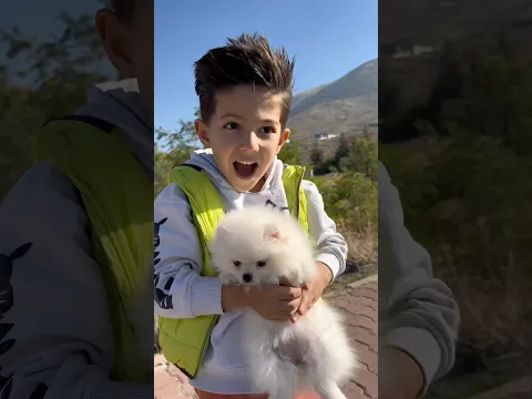 little dog followed kid home 🥹♥️👻#shorst