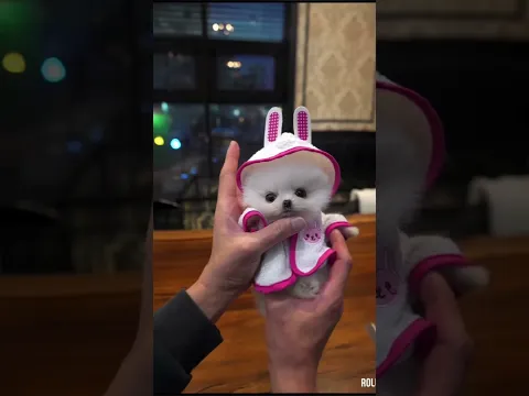 This man rescued a motherless puppy and adopted it #animalshorts #shortvideo