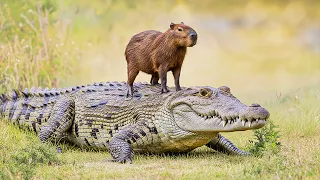 This is Why Crocodiles Don't Attack Capybaras