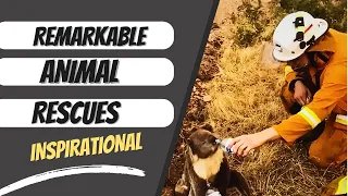 Remarkable Animal Rescues! Will Touch Your Heart! #fyp #viral