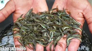 তারা বাইম মাছ চাষ  কুরুন পুকুরে | Tara Viam Fish Seeds Farming