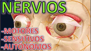 Nervios del Ojo (Anatomía FÁCIL)