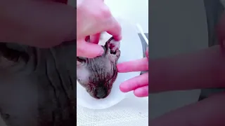 Бедная лысая кошка чистим больное ушко